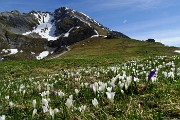 15 Crocus primaverili (Crocus albiflorus) con vista in Val d'Arera